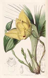 Lycaste cruenta door Miss Drake
